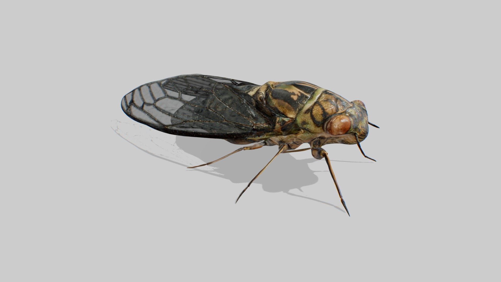 Japanese Cicada (JIP) 3d model