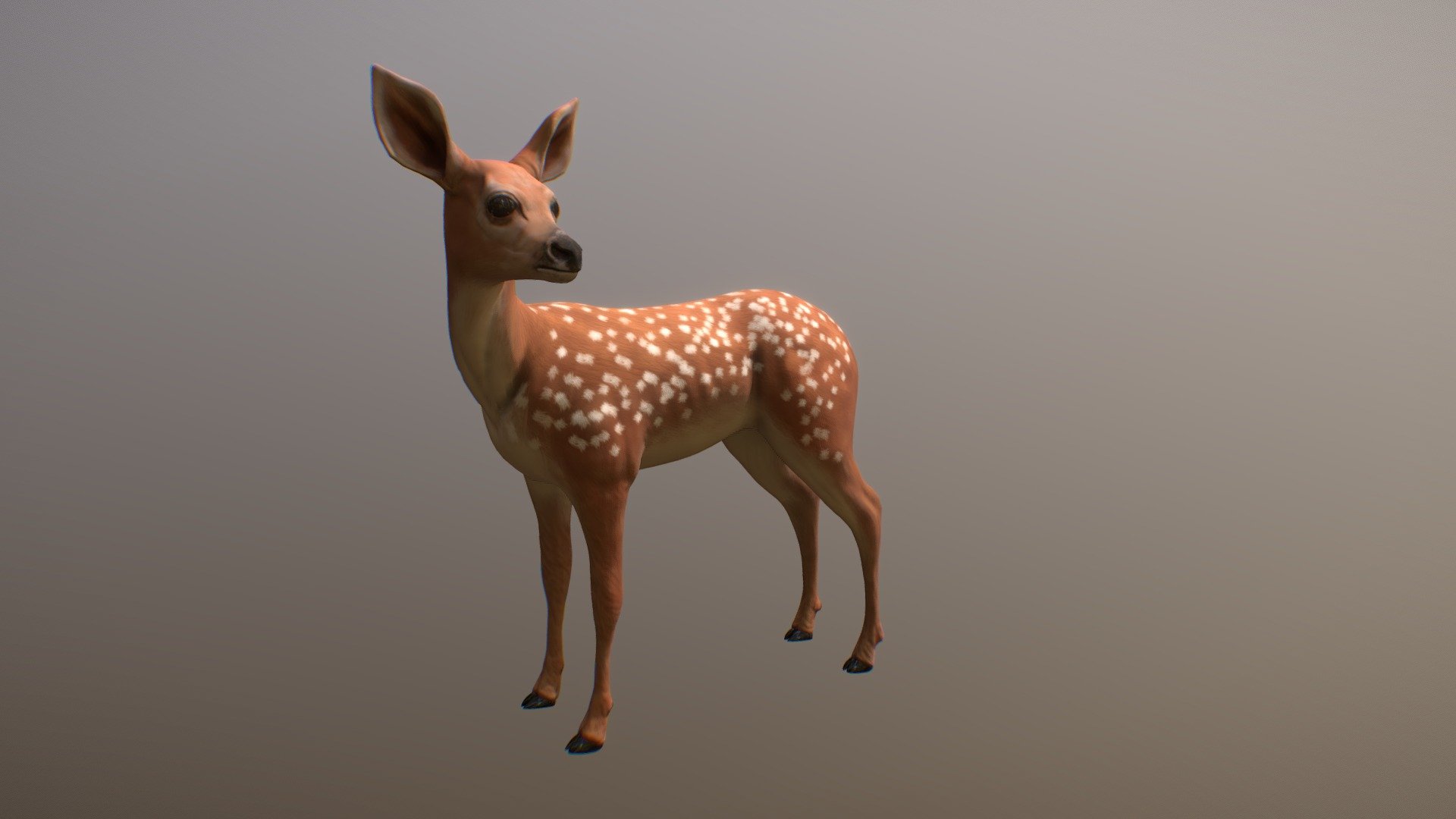 Doe 3d model