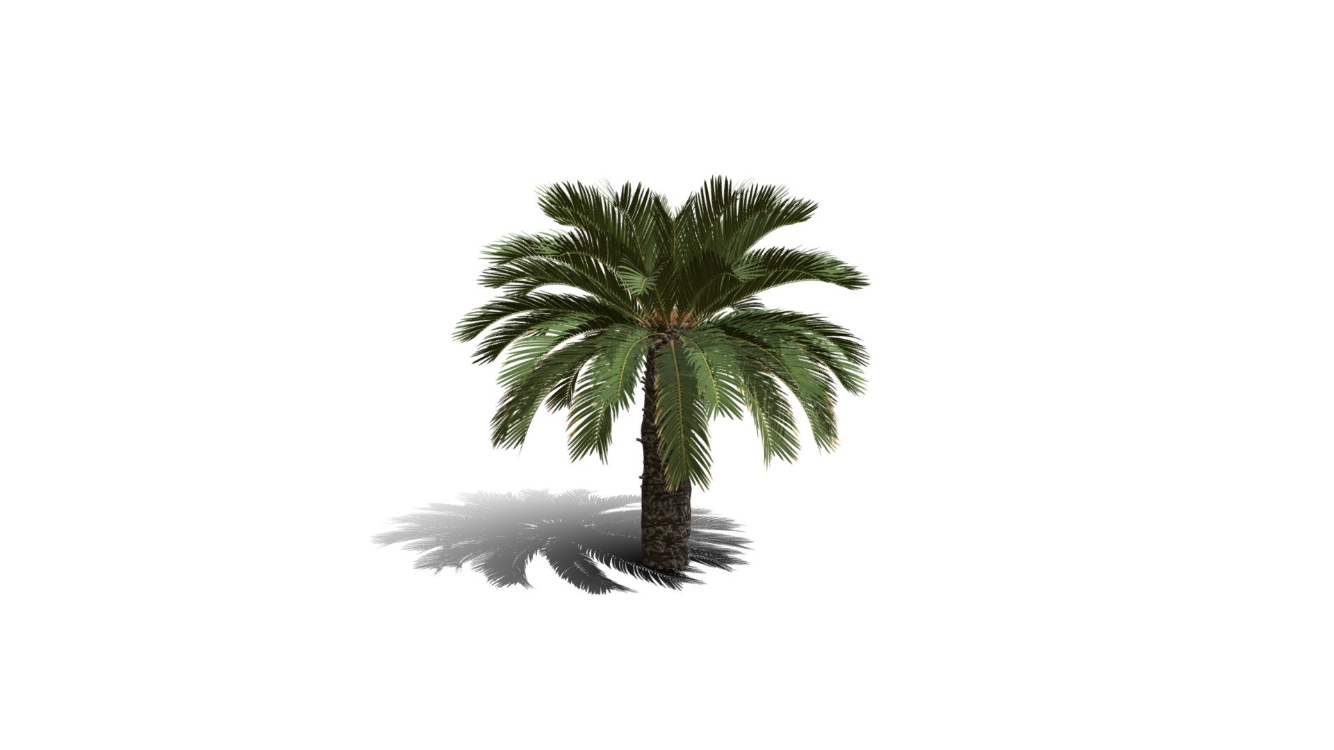 Realistic HD Japanese sago palm (3/40) 3d model