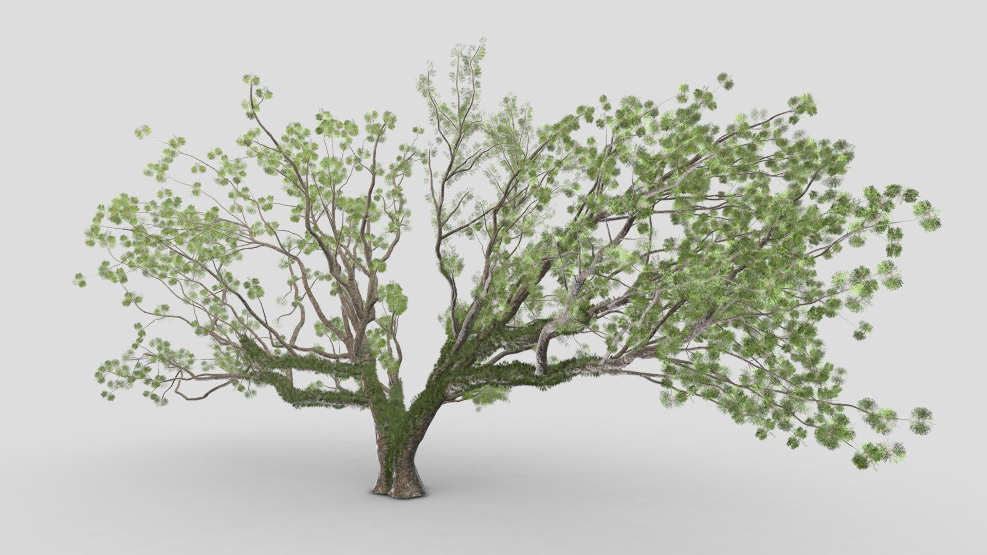 Tree-A3-Live Oak 3d model