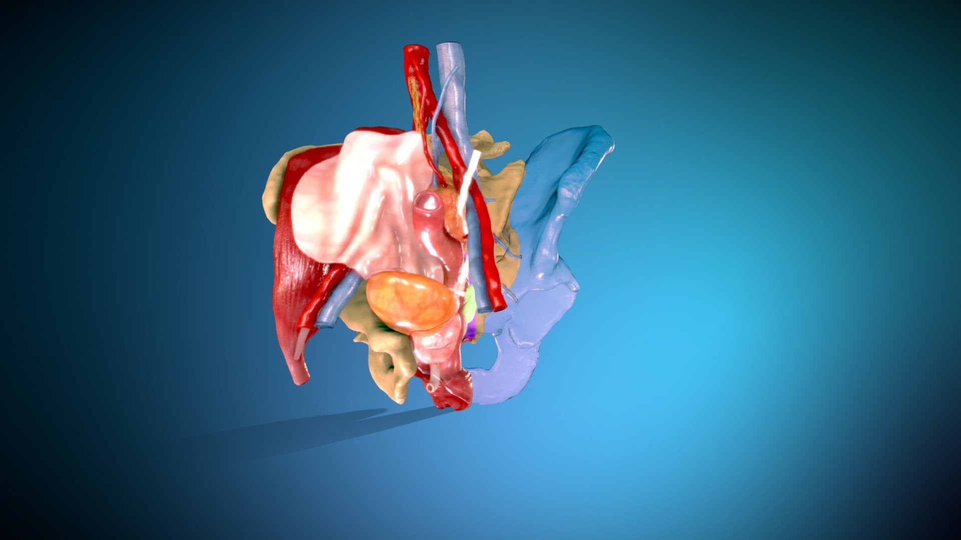 Male human pelvis 3d model