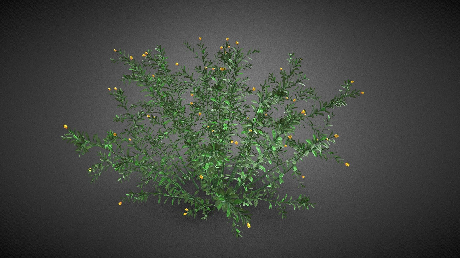 Shrub tree 3d model