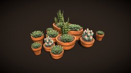 Succulents