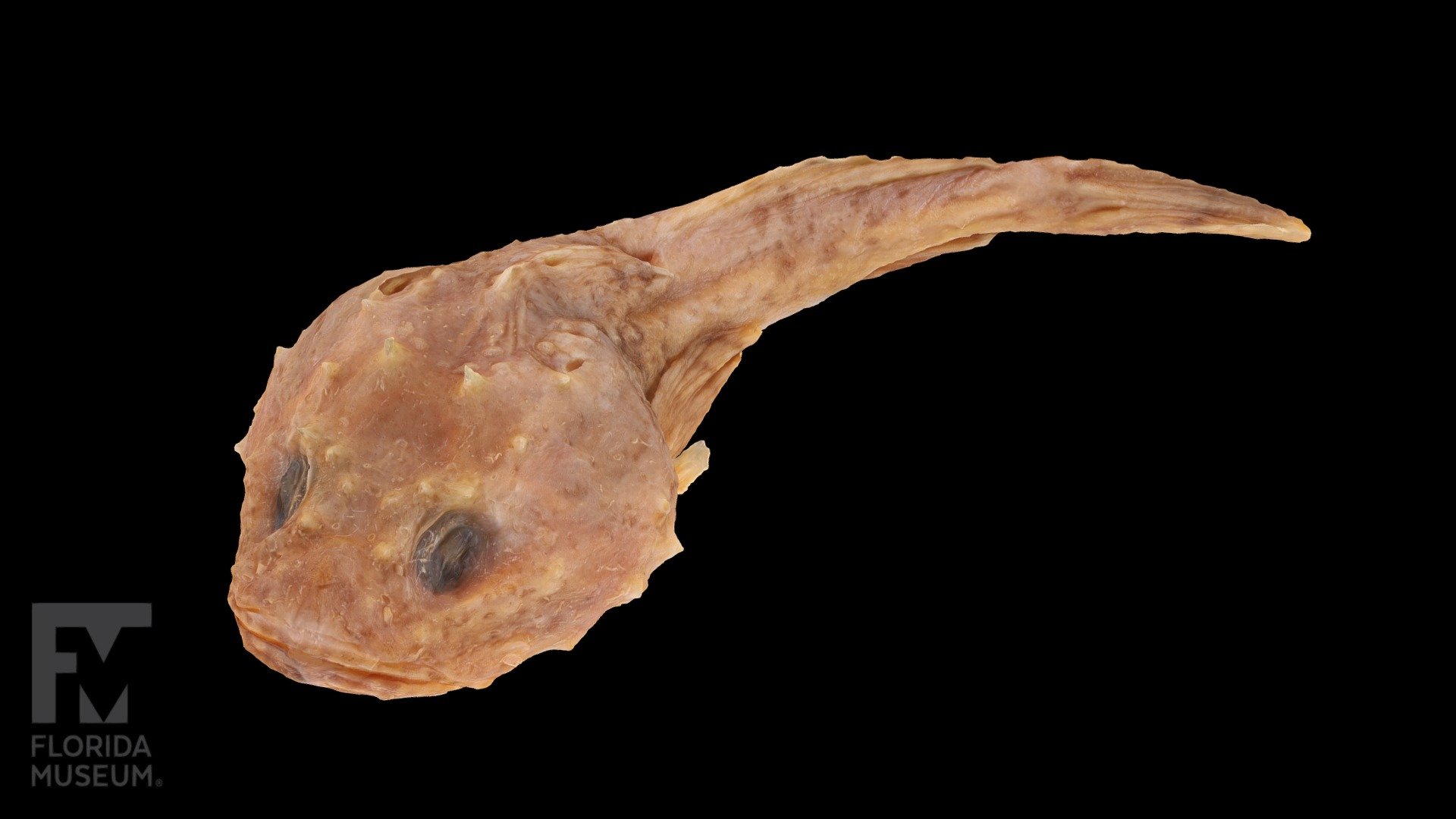 Spinyhead Sculpin (UF Fish 166797) 3d model