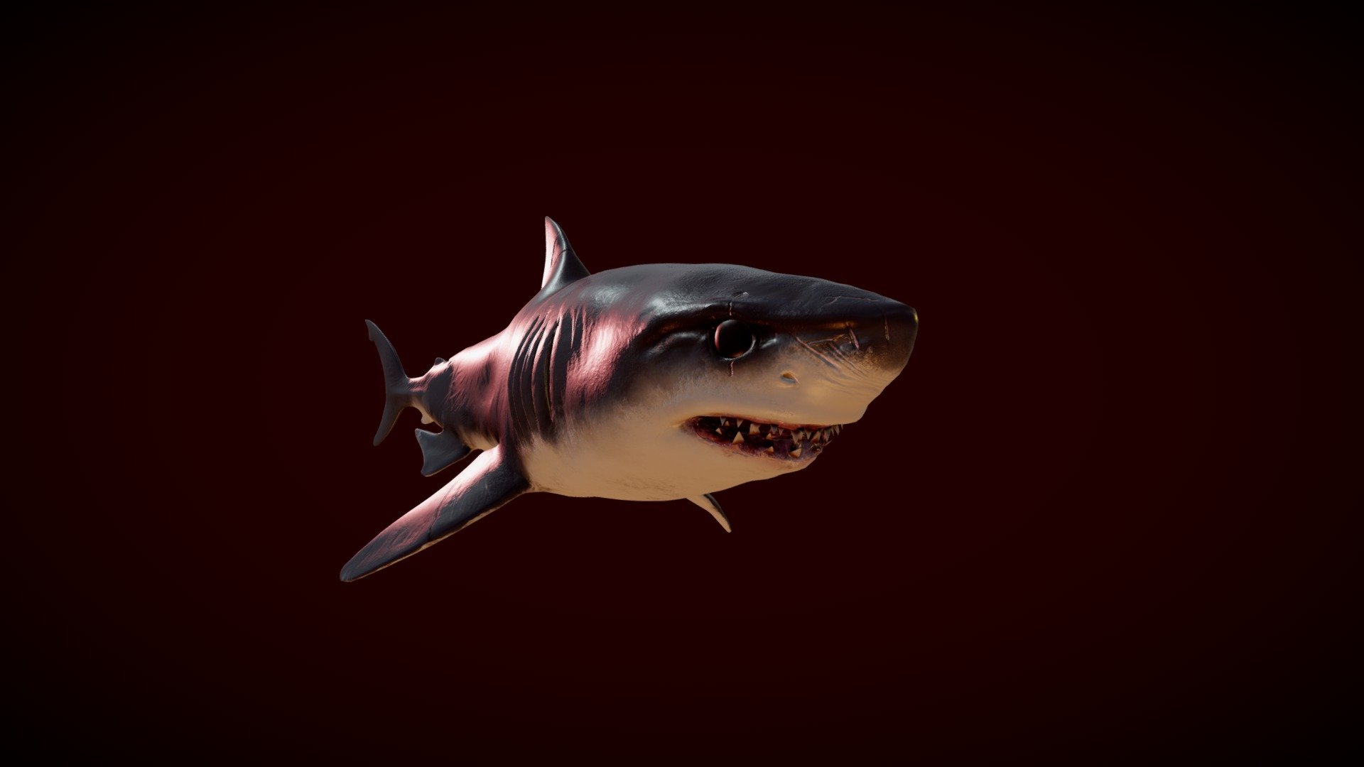 Great white shark 3d model