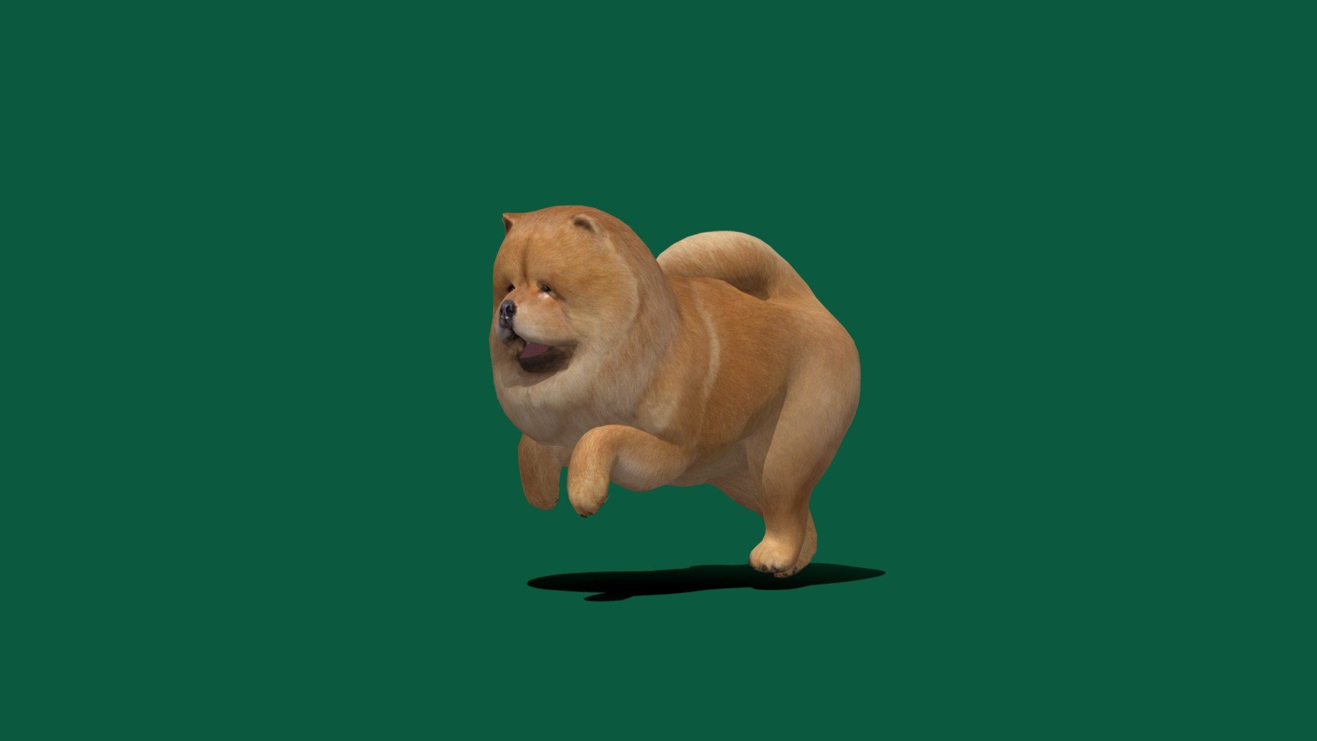 Chow Chow (LowPoly) 3d model