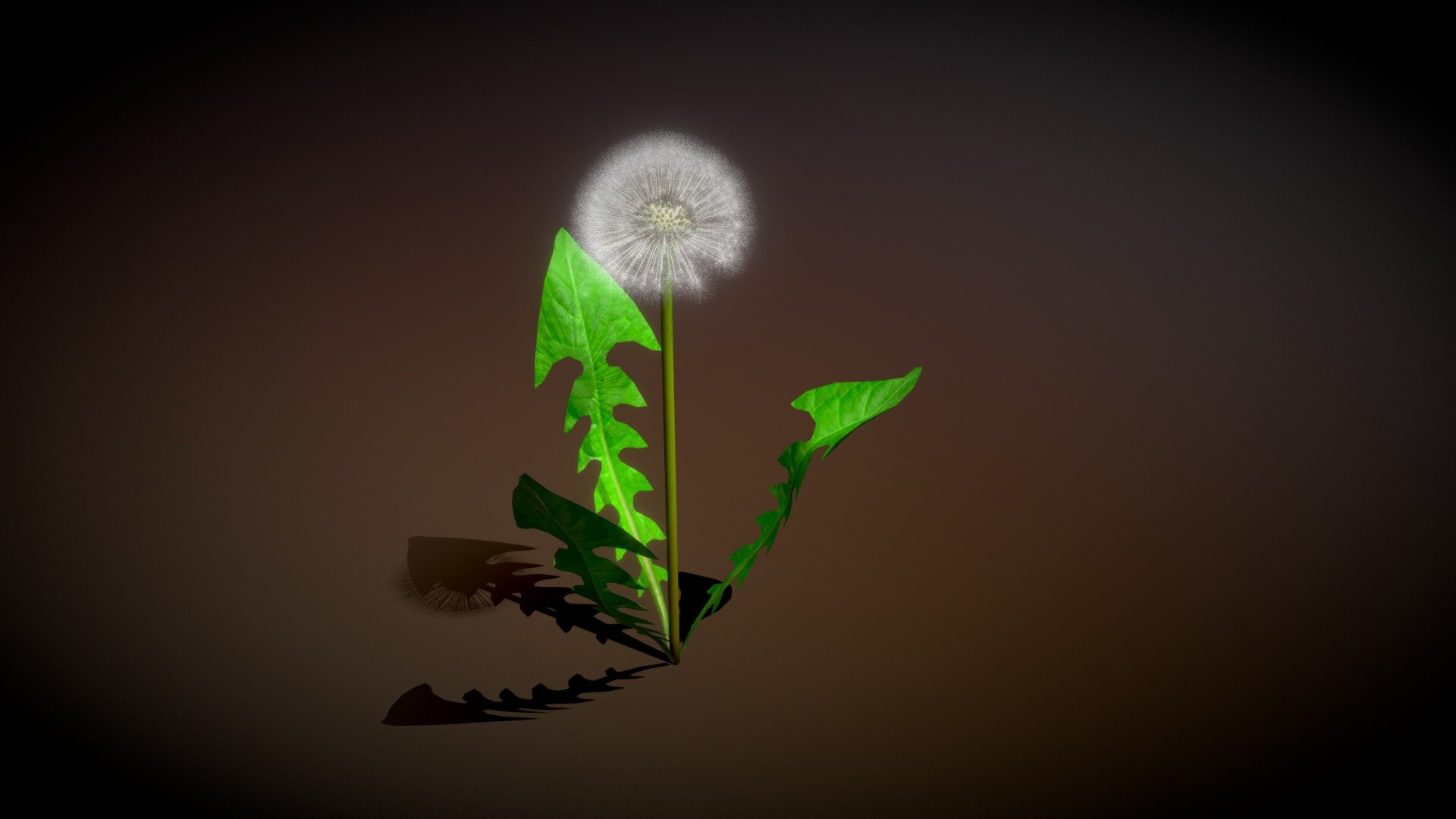 dandelion 3d model