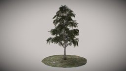 Tree birch LP