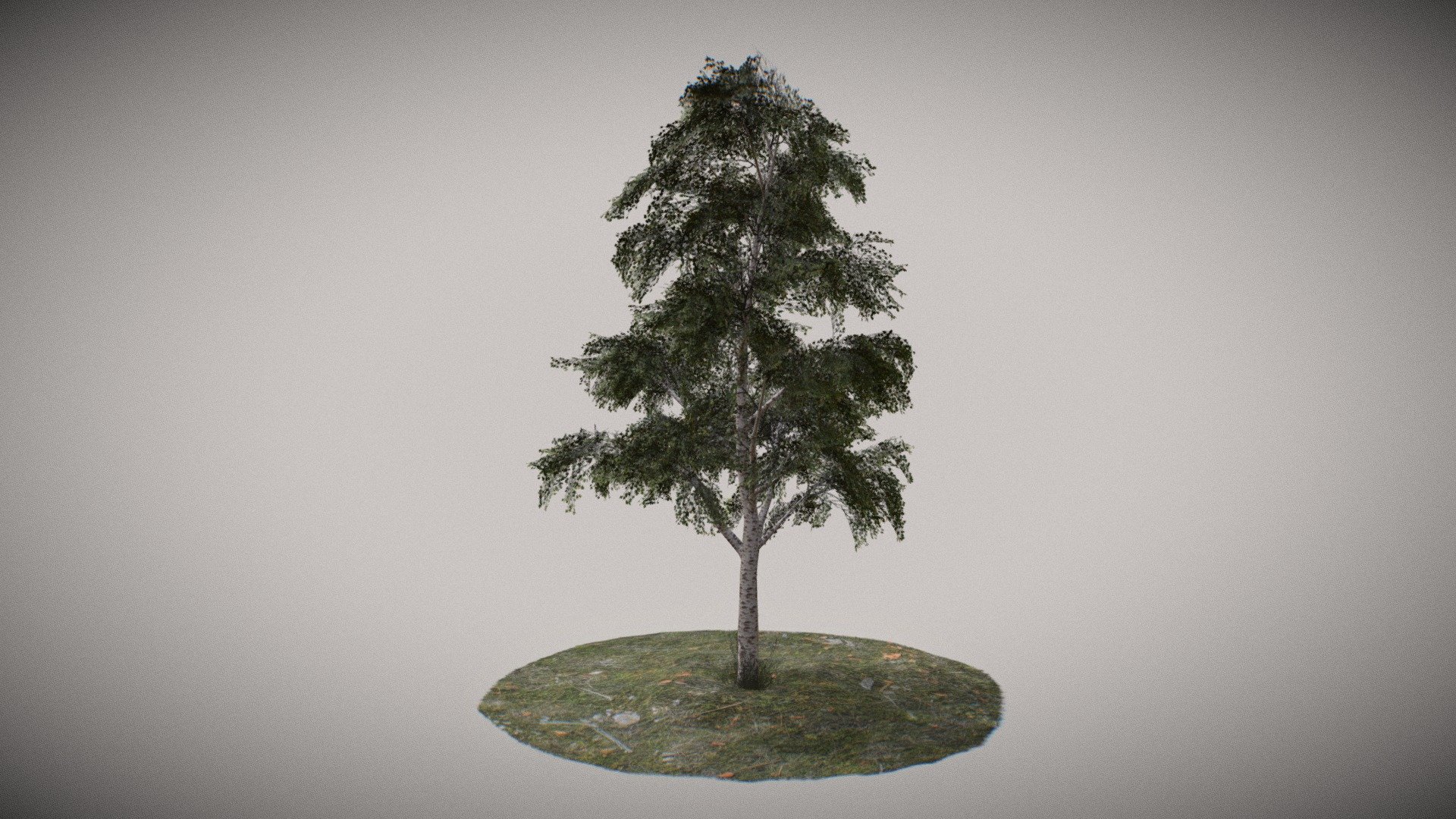 Tree birch LP 3d model