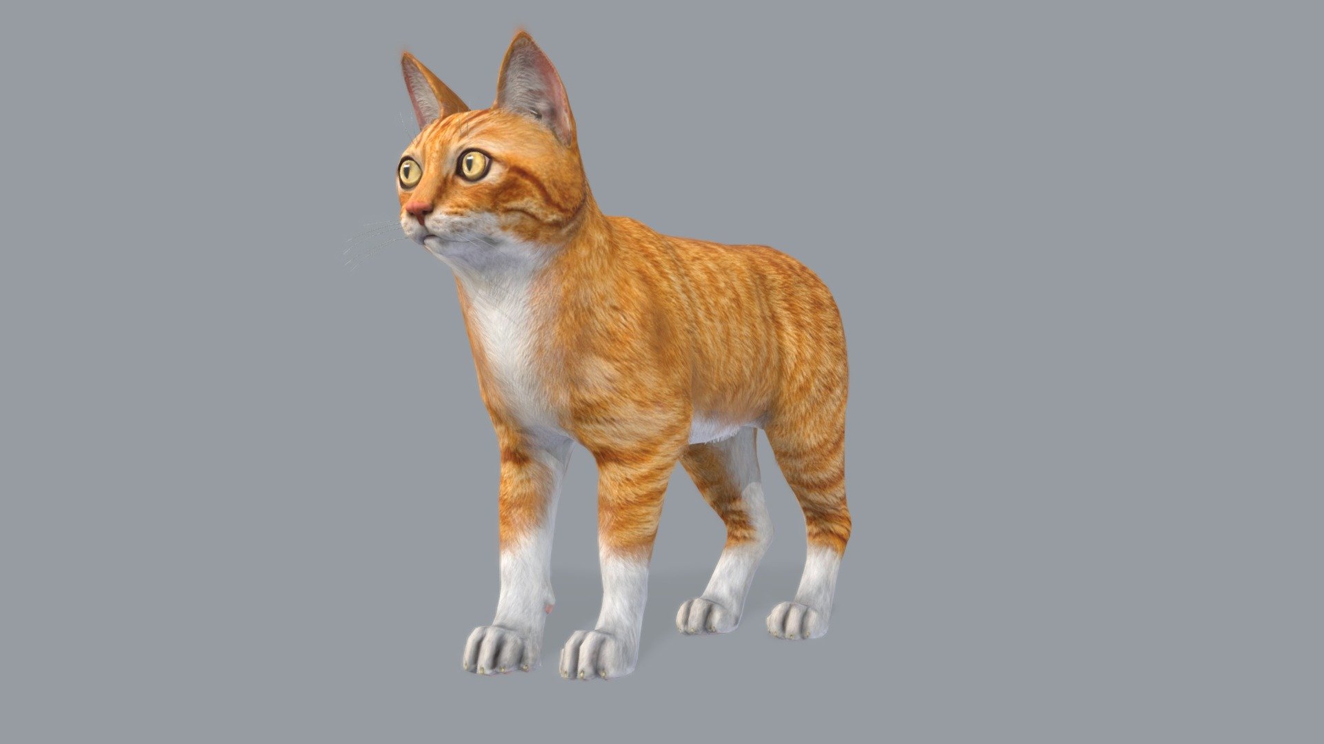 Cat 3d model