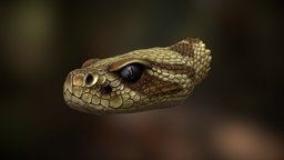 RattleSnake Bust