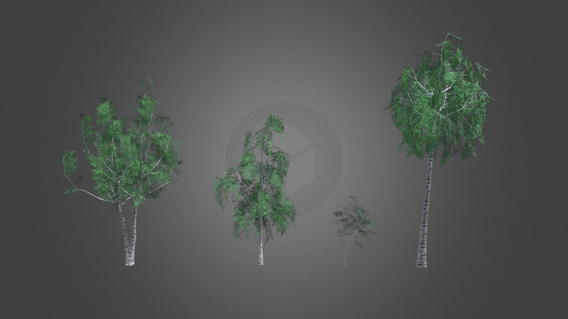 Birch trees 3d model