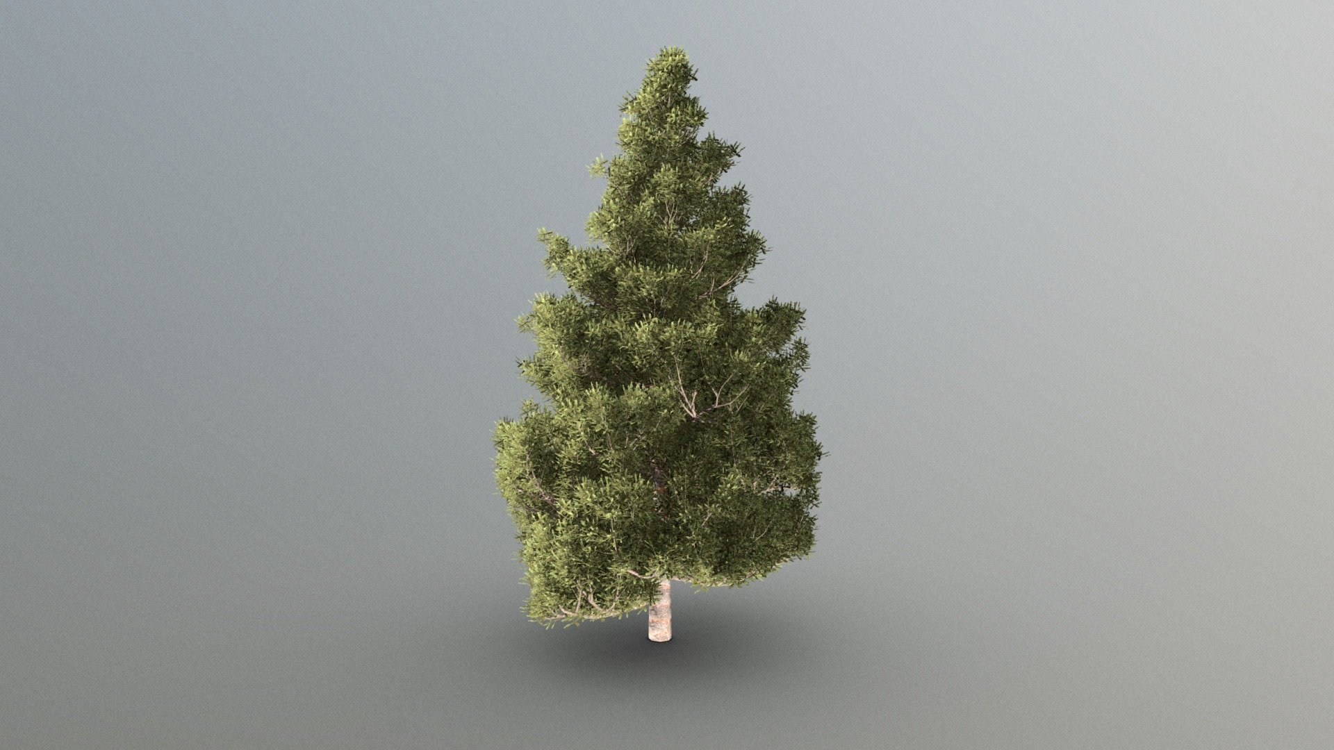 Pine Tree 3d model