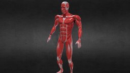 Breathing Idle Animation Anatomy Muscle RIGED