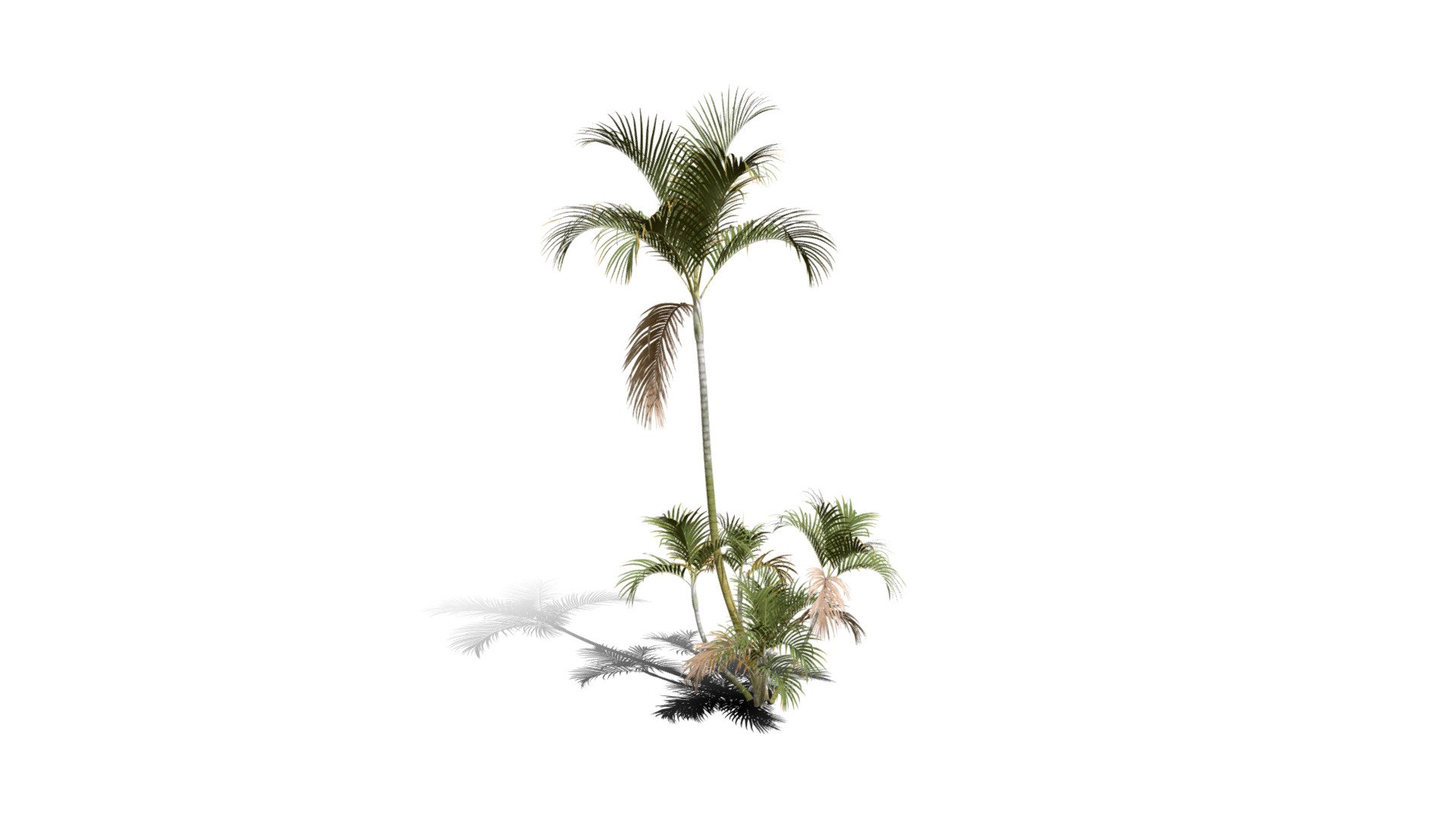 Realistic HD Butterfly palm (59/62) 3d model