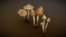 Mushrooms