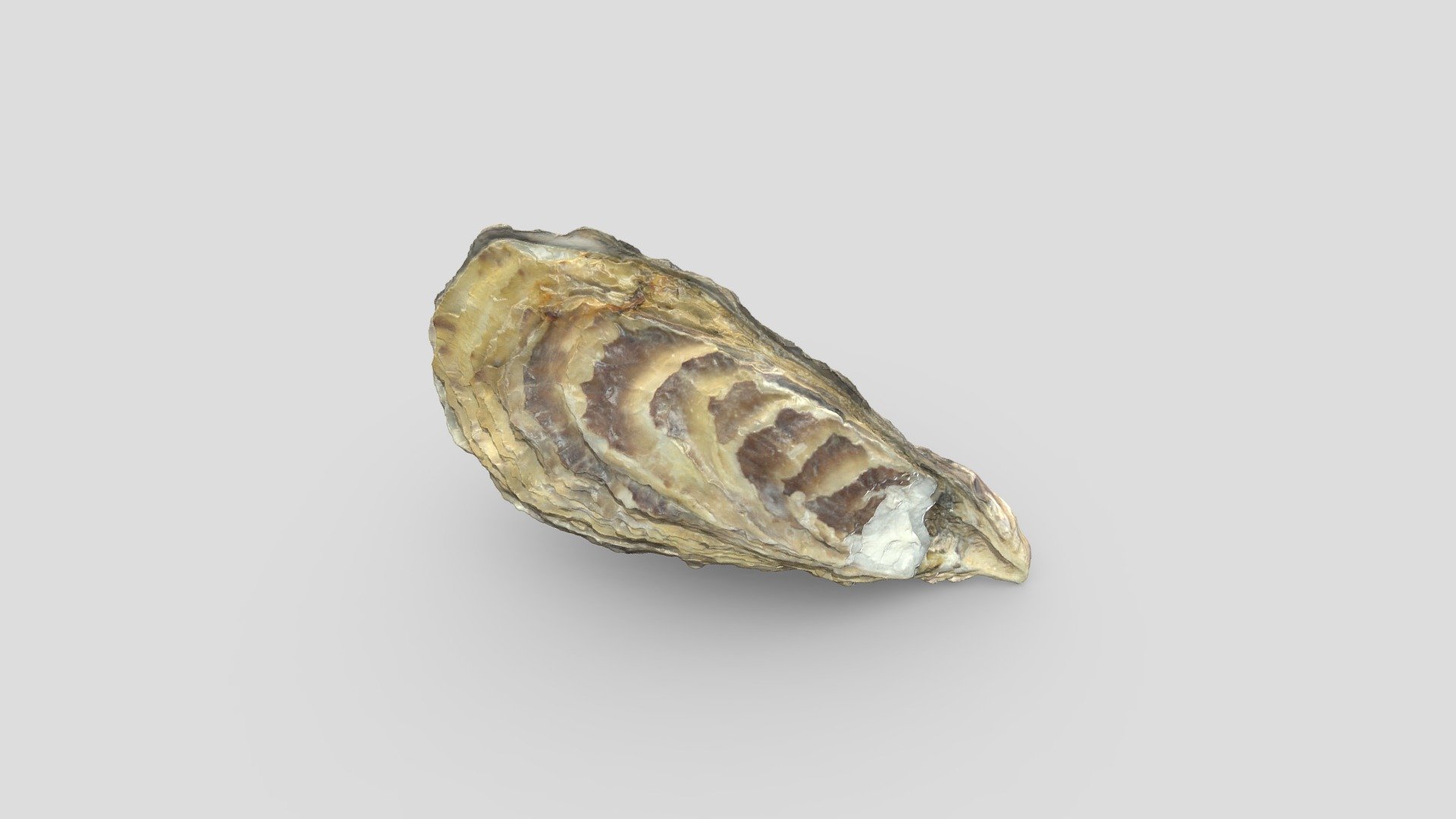 Osztriga/Oyster 3d model