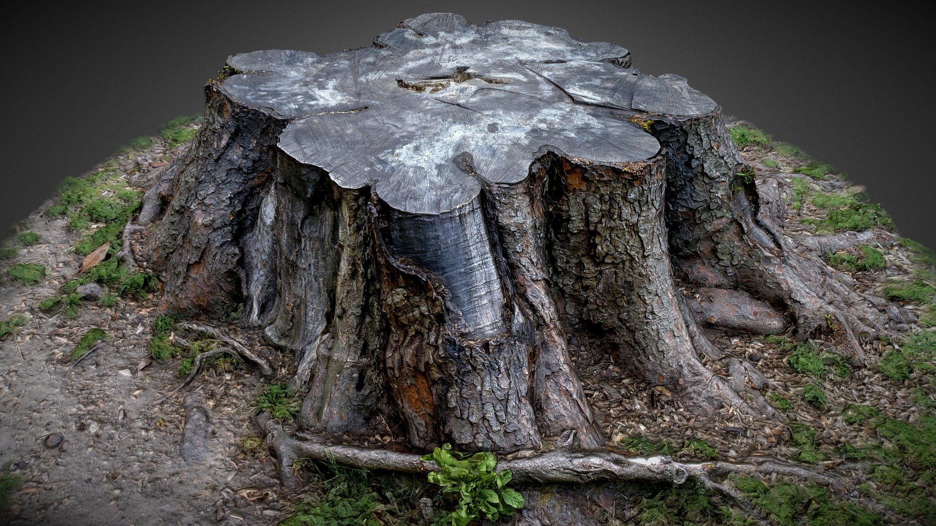 Tree Trunk 3d model