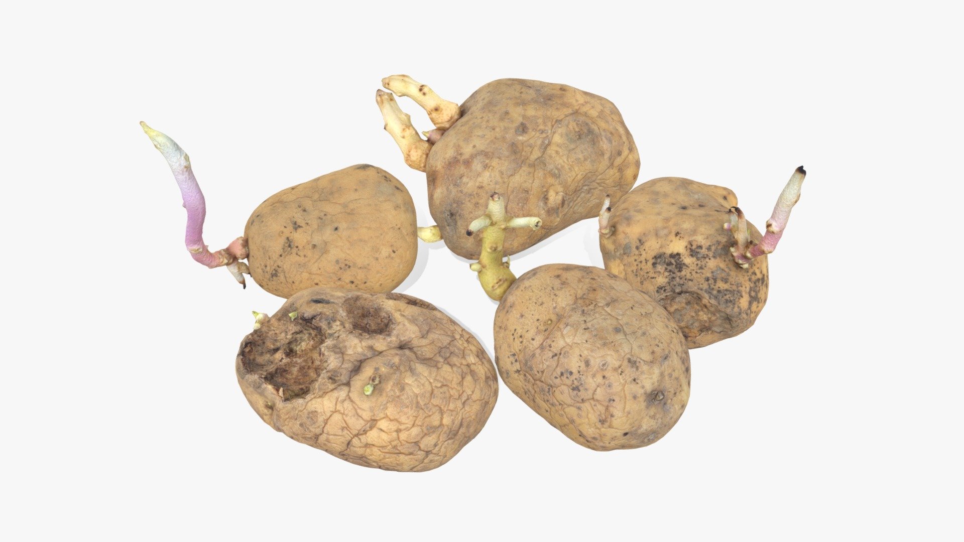 Old Potatoes with Sprouts 3d model