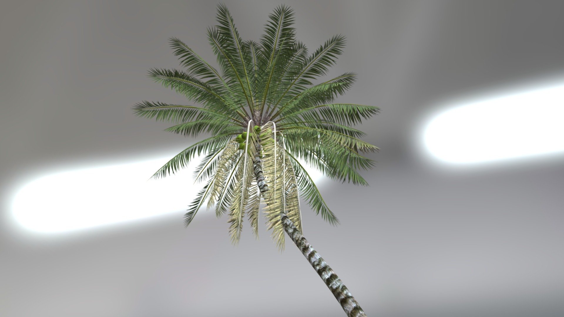 Coconut tree plant with animation 3d model