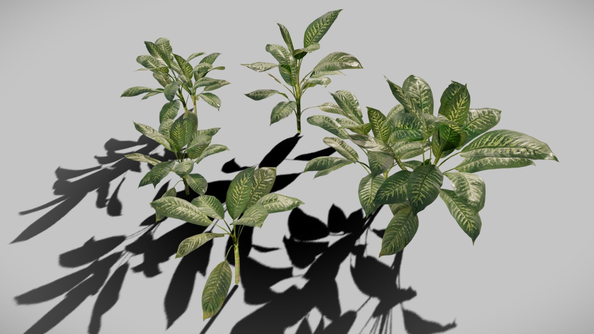 Amoenia Plant 3d model