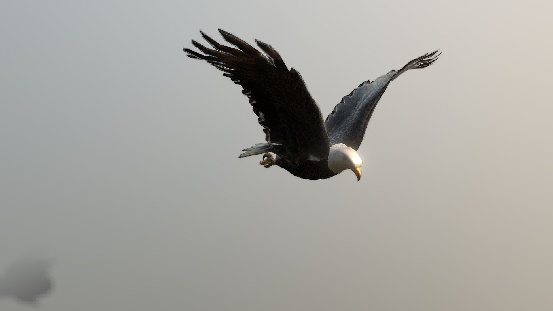 Bald Eagle 3d model