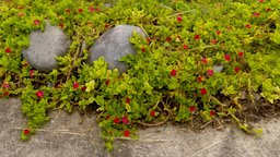 Baby Sun Rose Plant