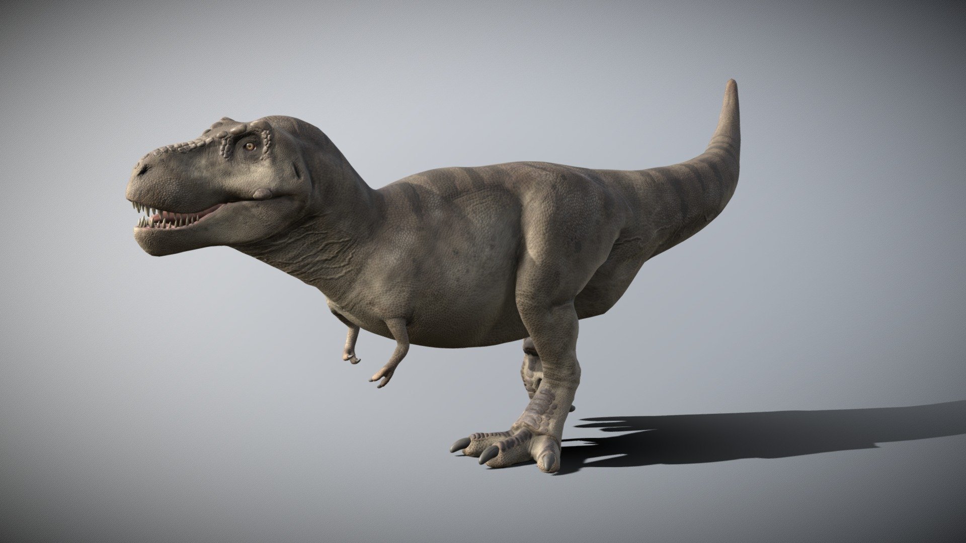 Tyrannosaurus Rex 4.2 3d model