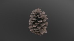 Large pine cone