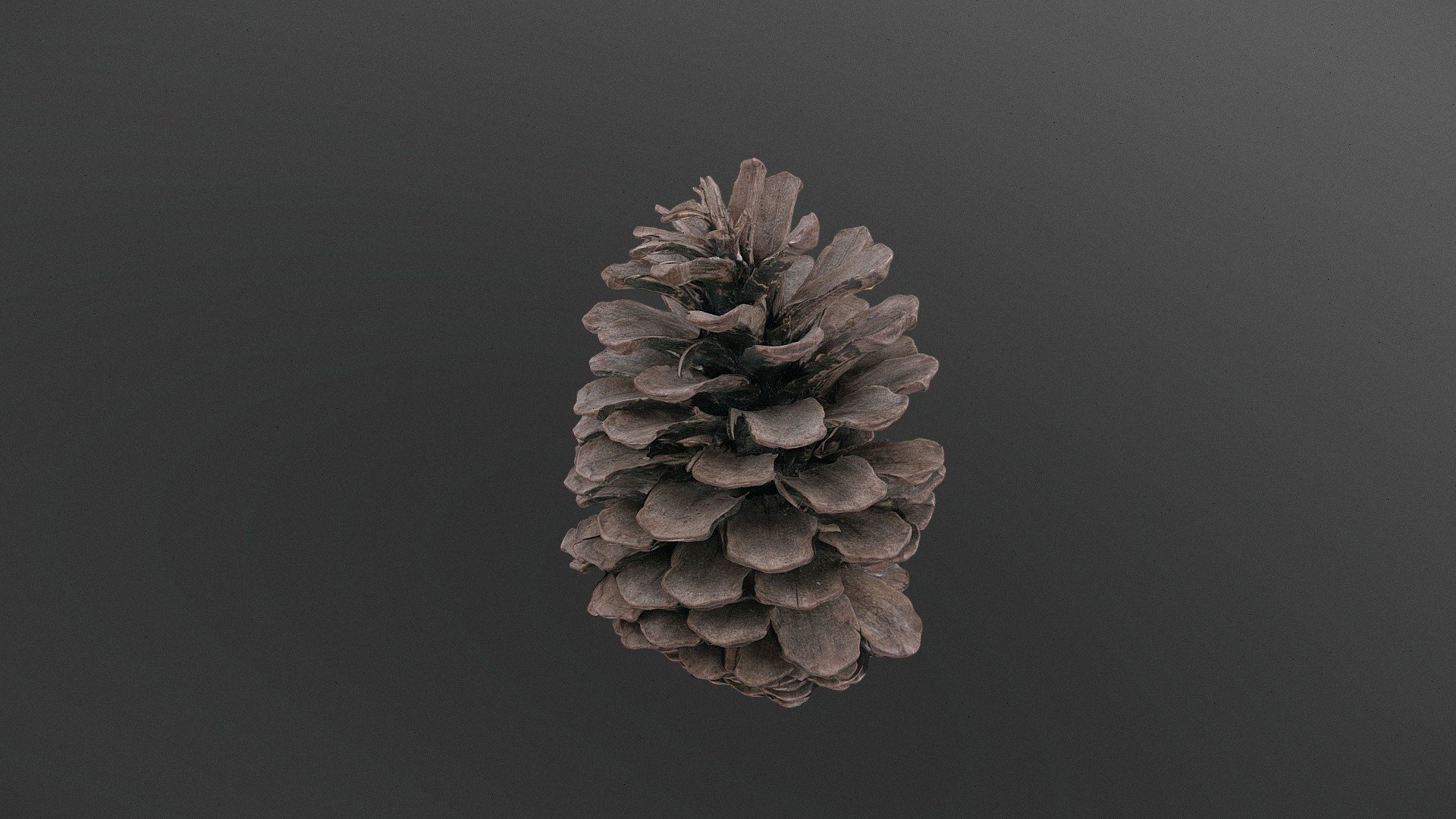 Large pine cone 3d model