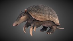 Giant Armadillo