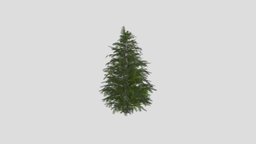 Spruce Tree