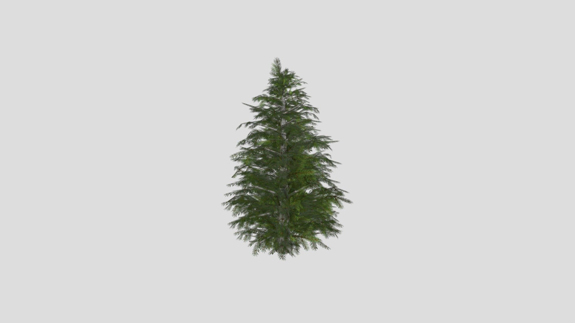 Spruce Tree 3d model