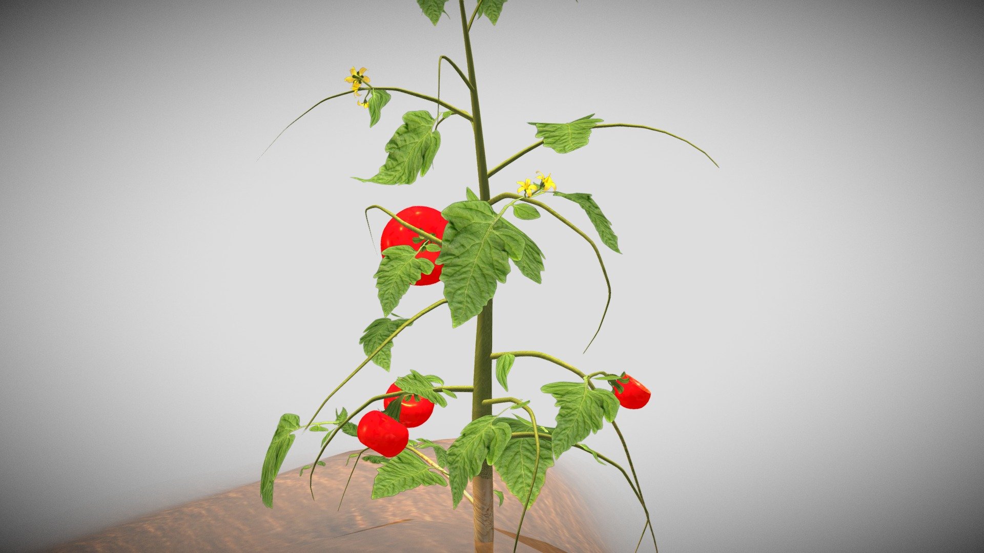 Parts of a plant 3d model