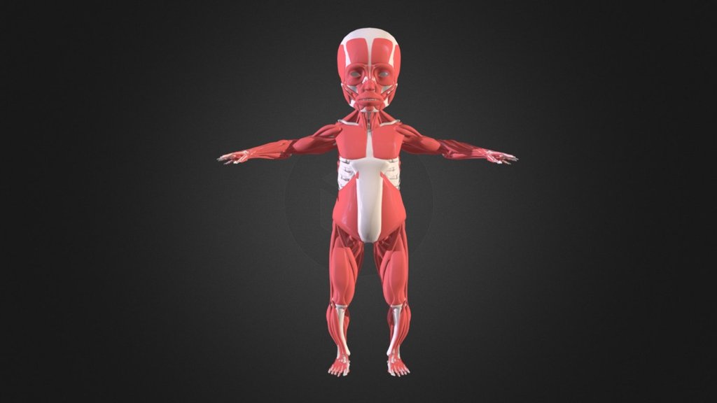 Full Body Baby Underskin 3d model