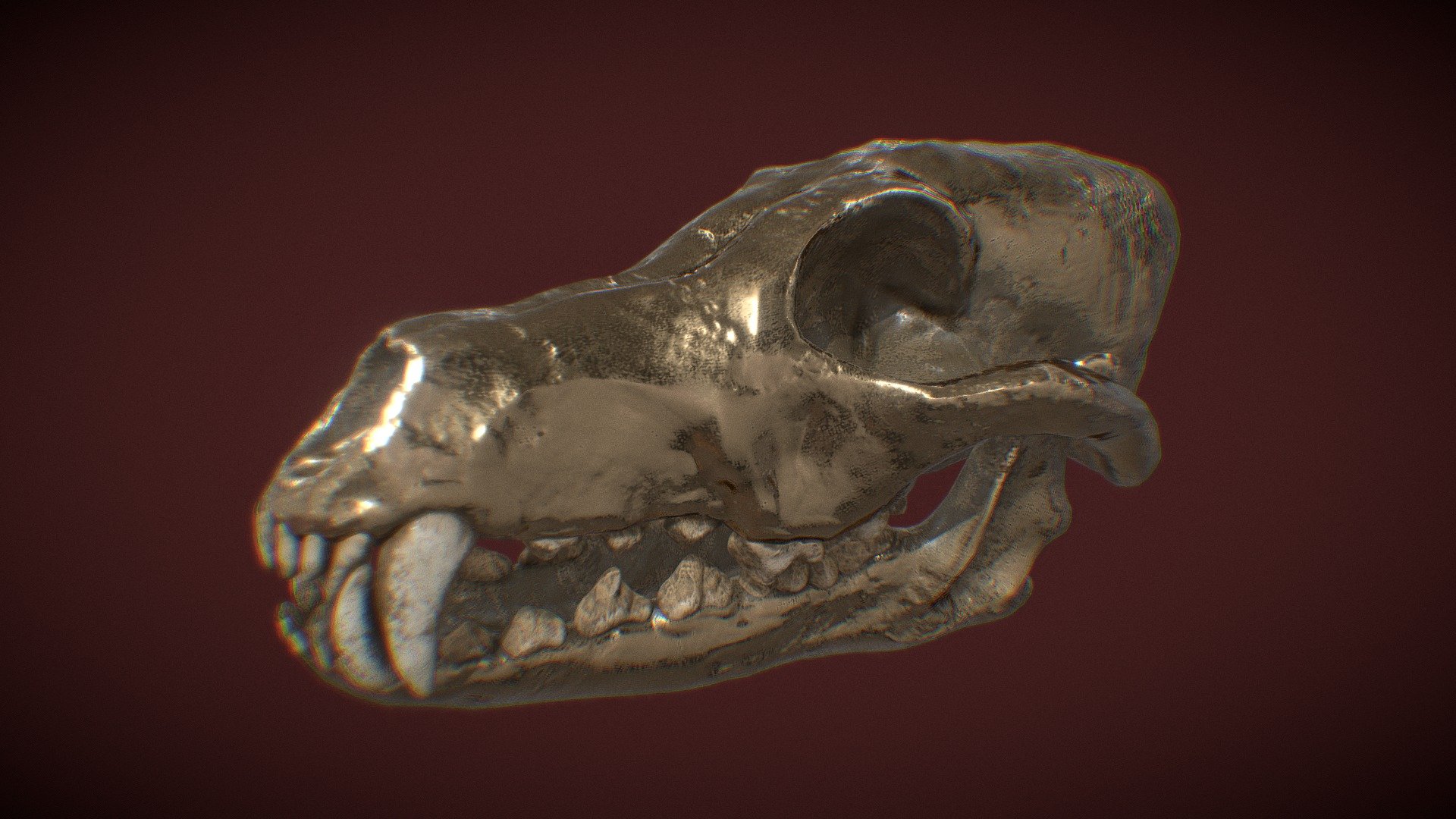 dog_skull_reboot 3d model