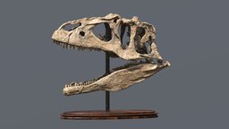 Allosaurus skull