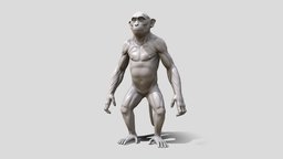 Monkey Sculpt