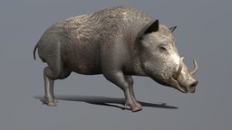 Boar Walk cycle Animated