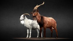 Male Goats