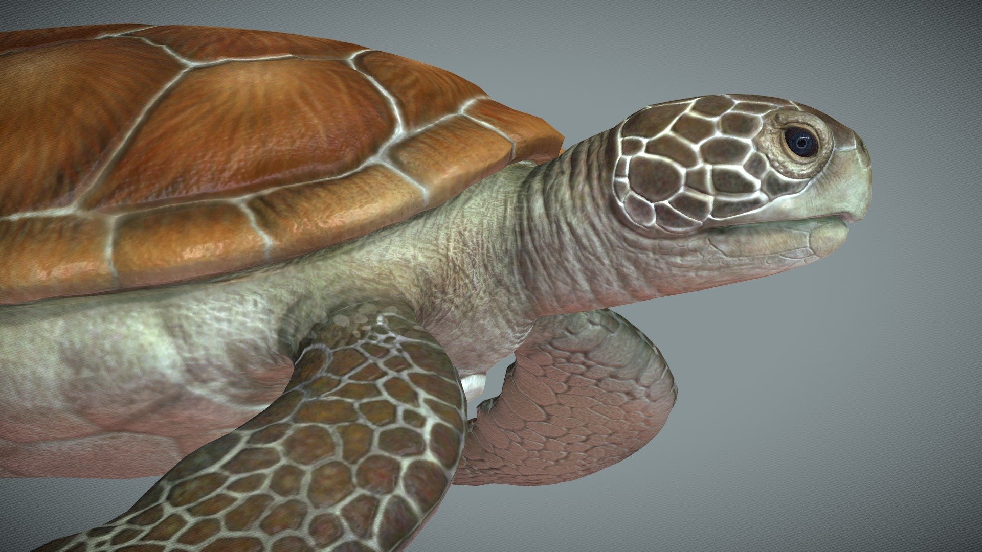 Sea turtle low poly 3d model