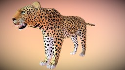 Leopard