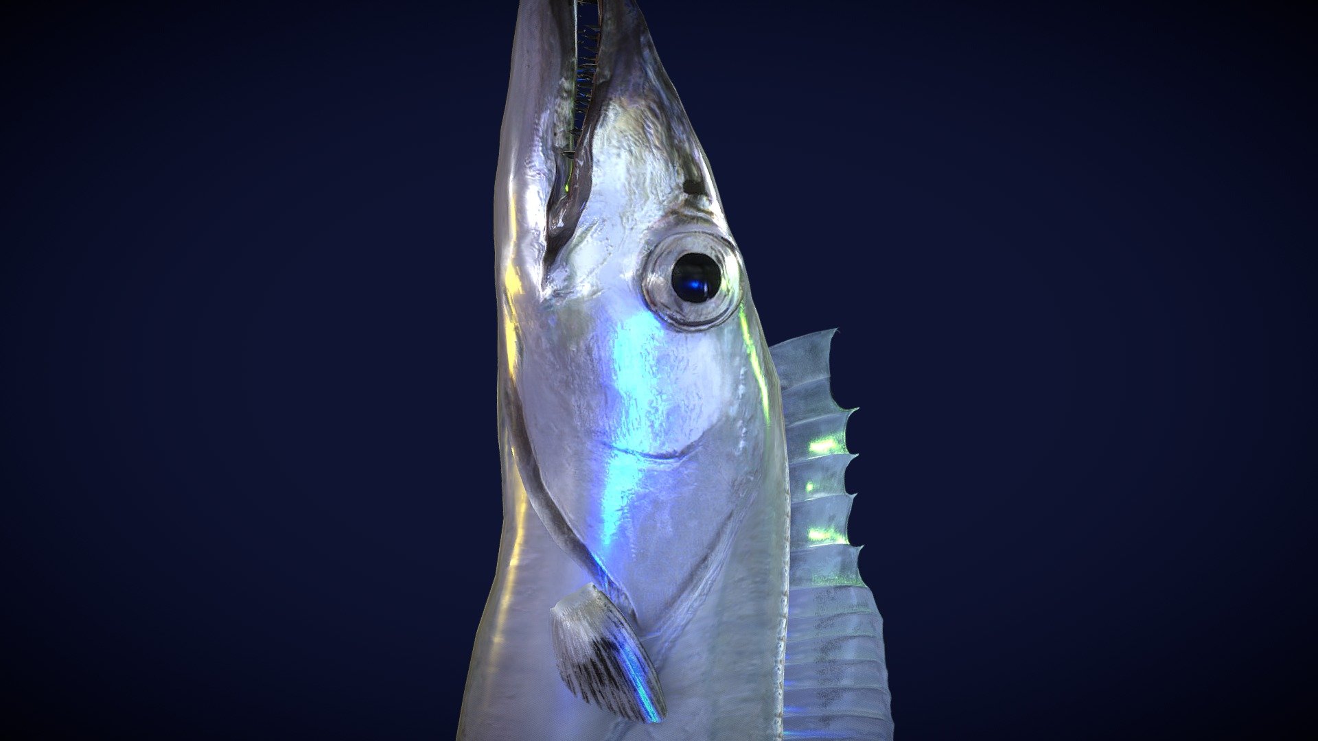 Cut lassfish(Trichiurus lepturus) 3d model