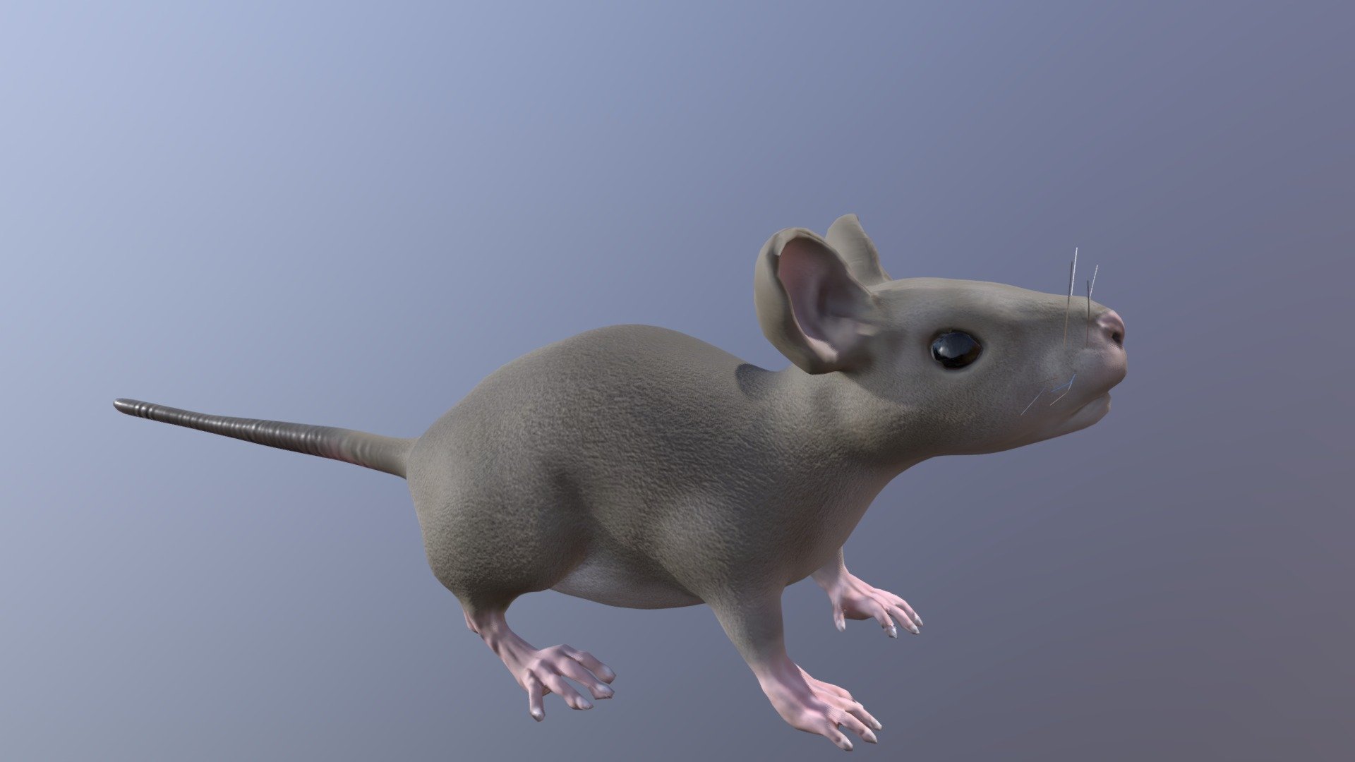 Mouse 3d model