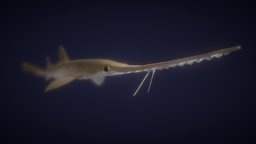 Japanese Sawshark