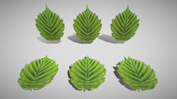 Hazelnut Leaf (High-Poly)