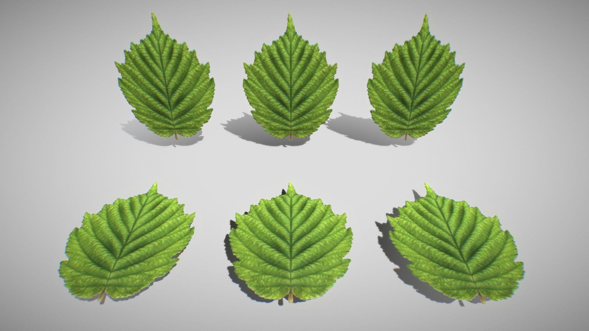 Hazelnut Leaf (High-Poly) 3d model