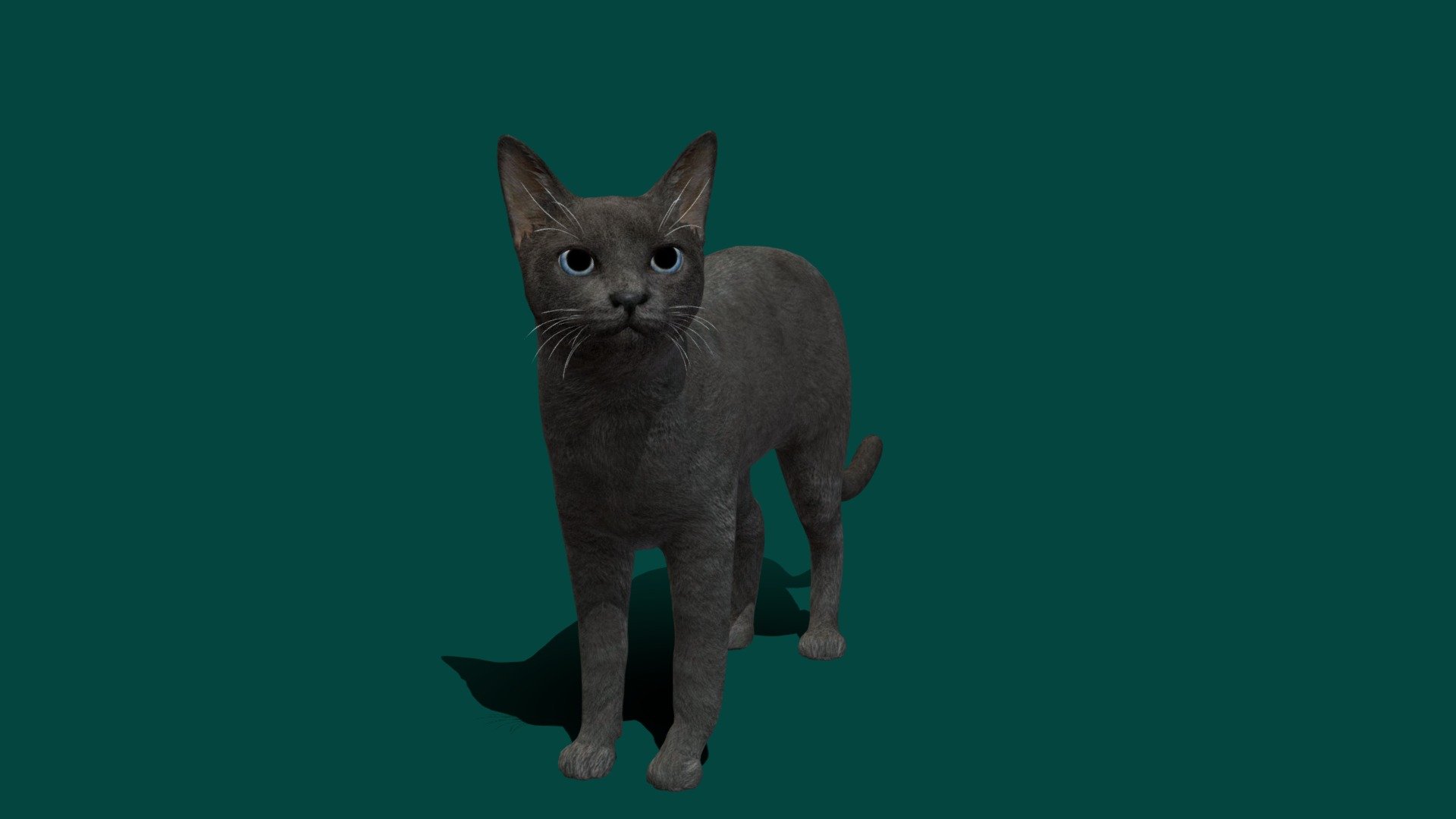 Black Cat 3d model