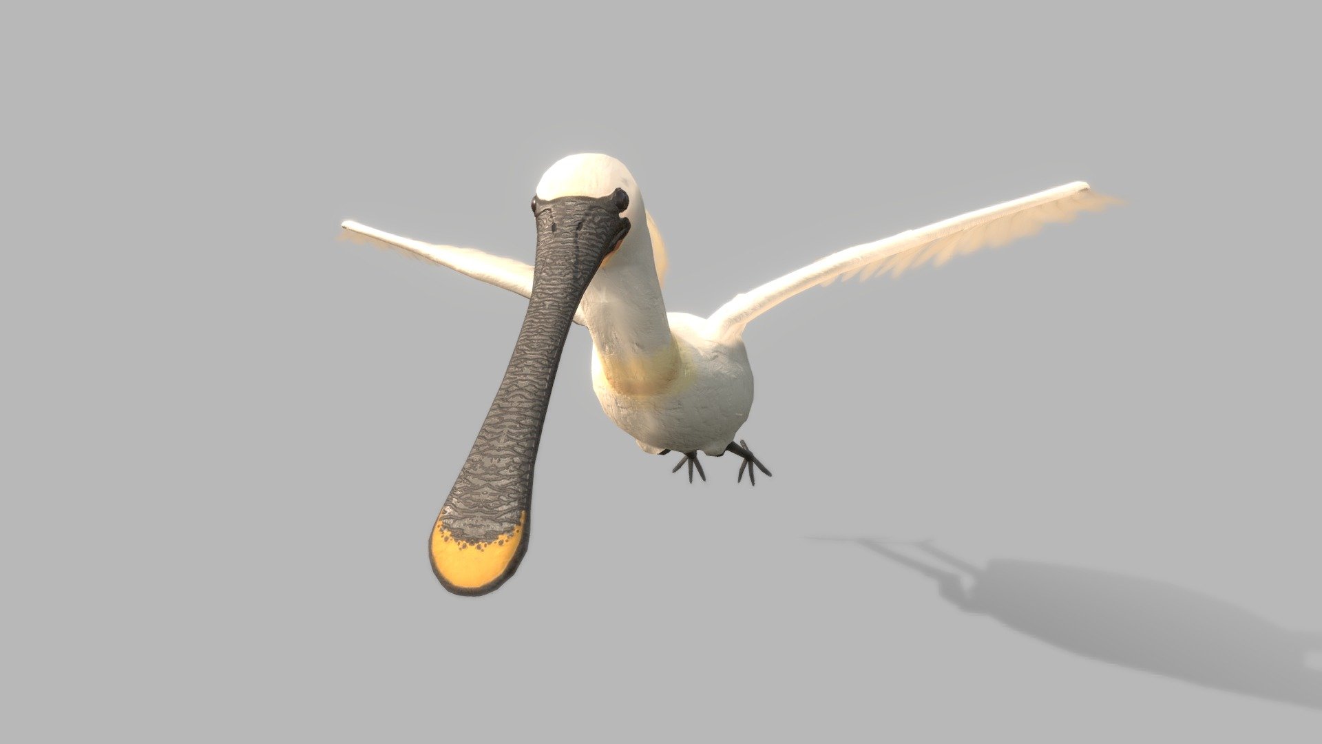 Spoonbill 3d model