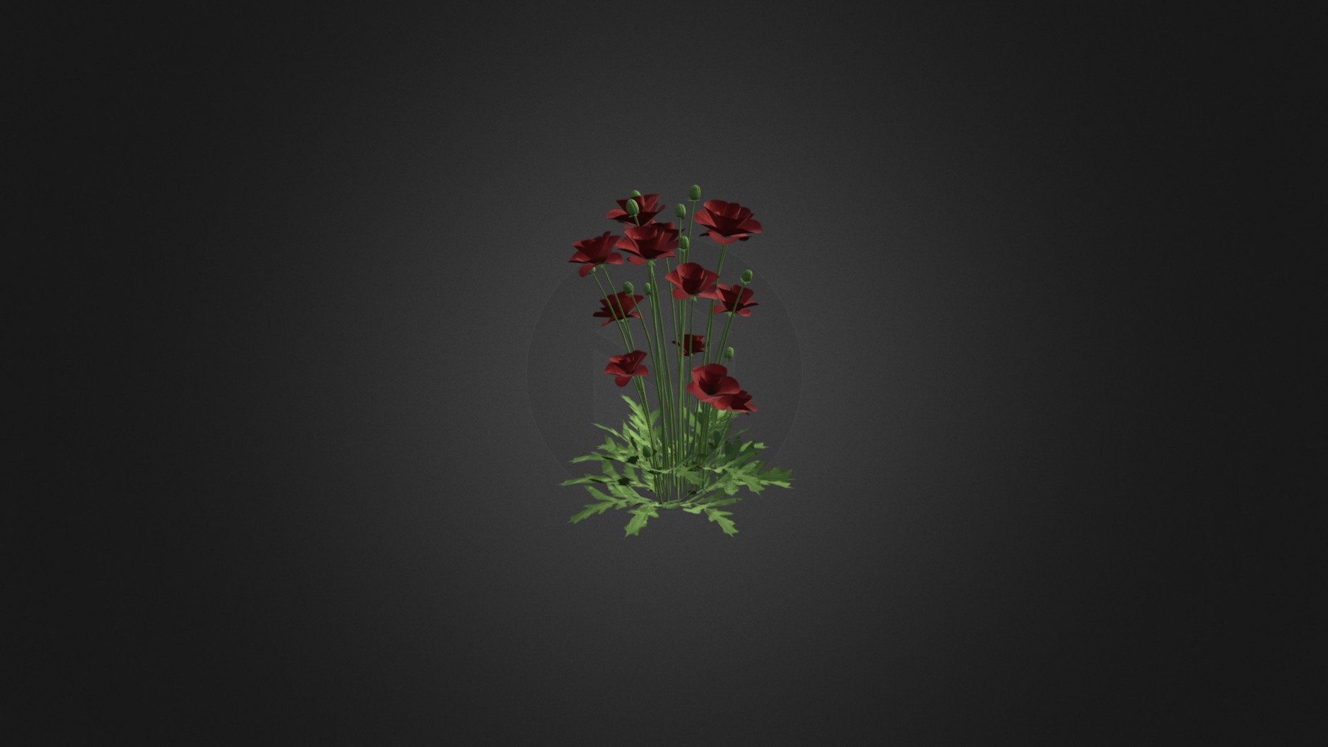 Iranian poppy 3d model